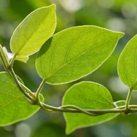 Momordicin® (Bitter Melon Extract)