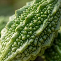 GS4 PLUS® (Gymnema Sylvestre Extract)
